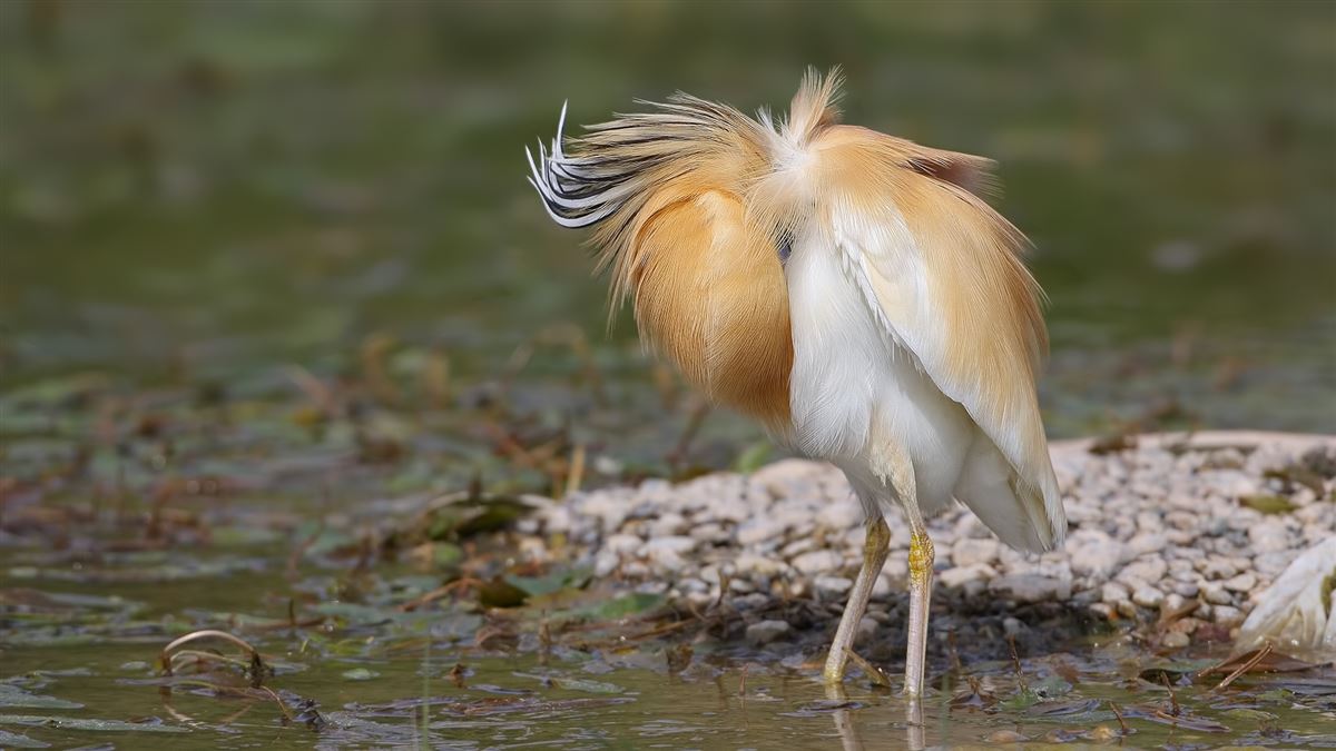 Squacco Heron