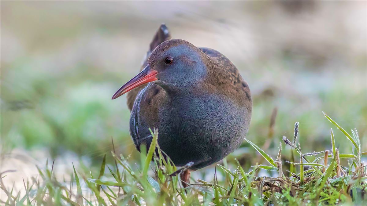 Water Rail