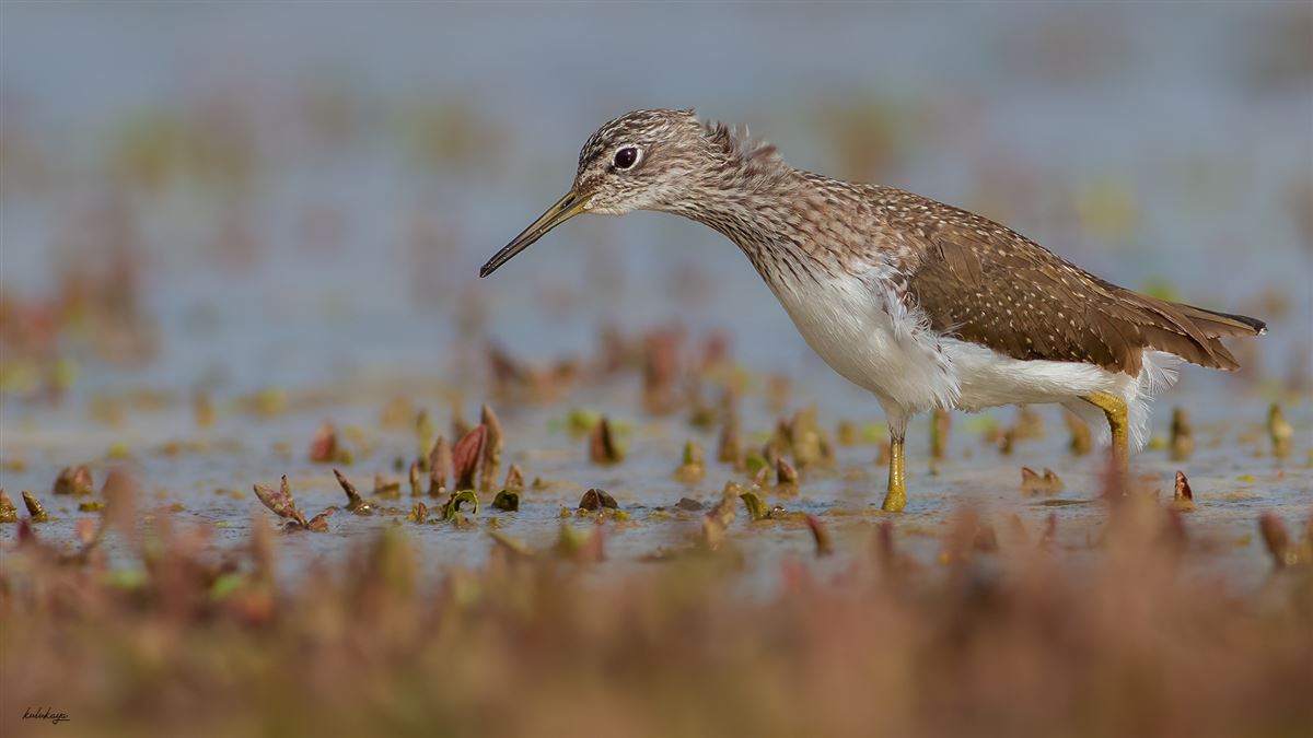 Green Sandpiper