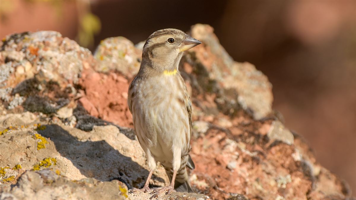 Rock Sparrow