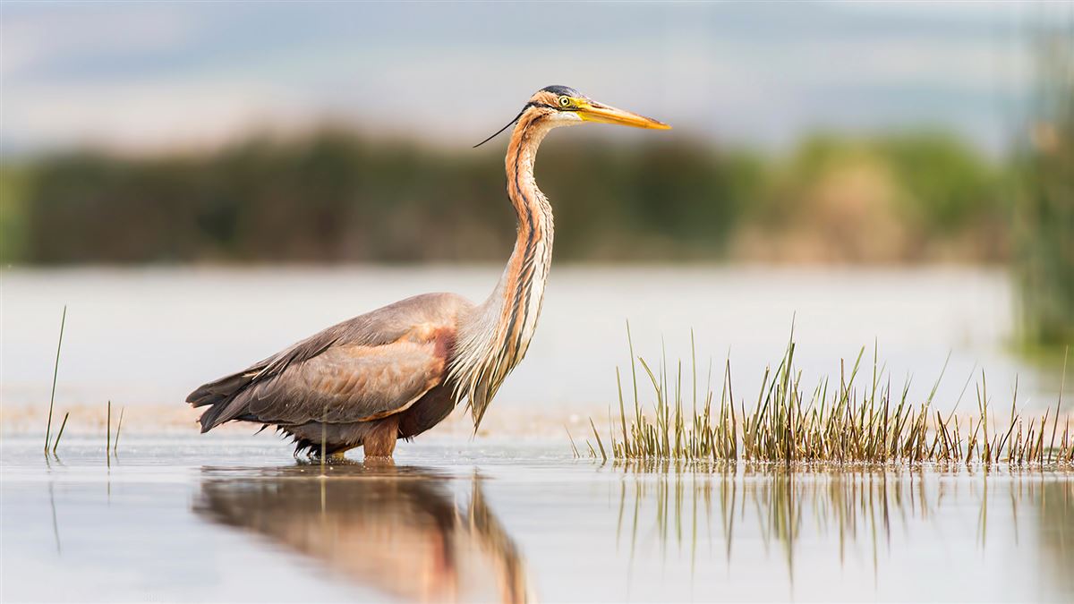 Purple Heron