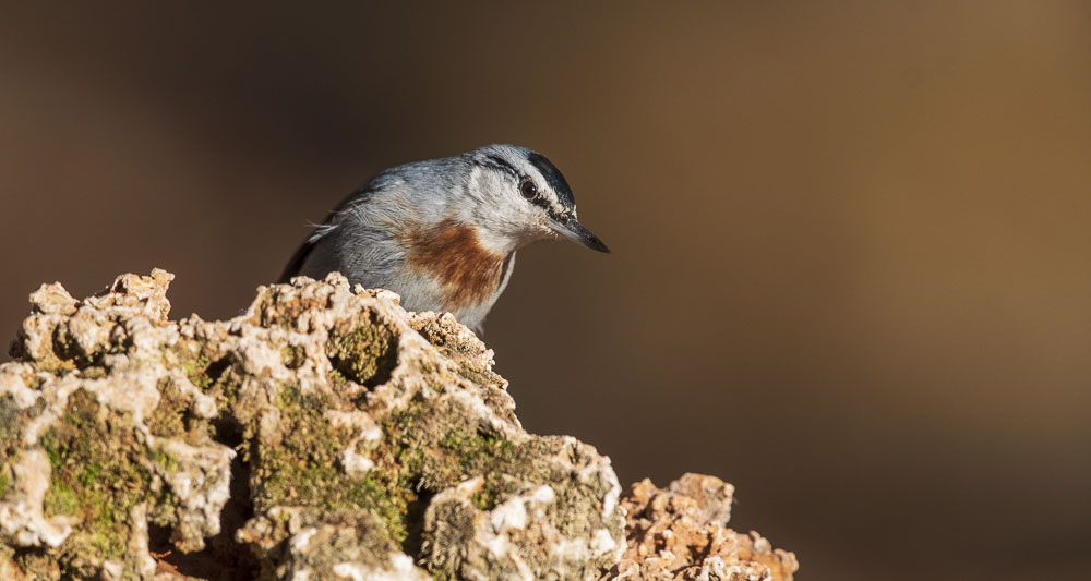Krüper`s Nuthatch