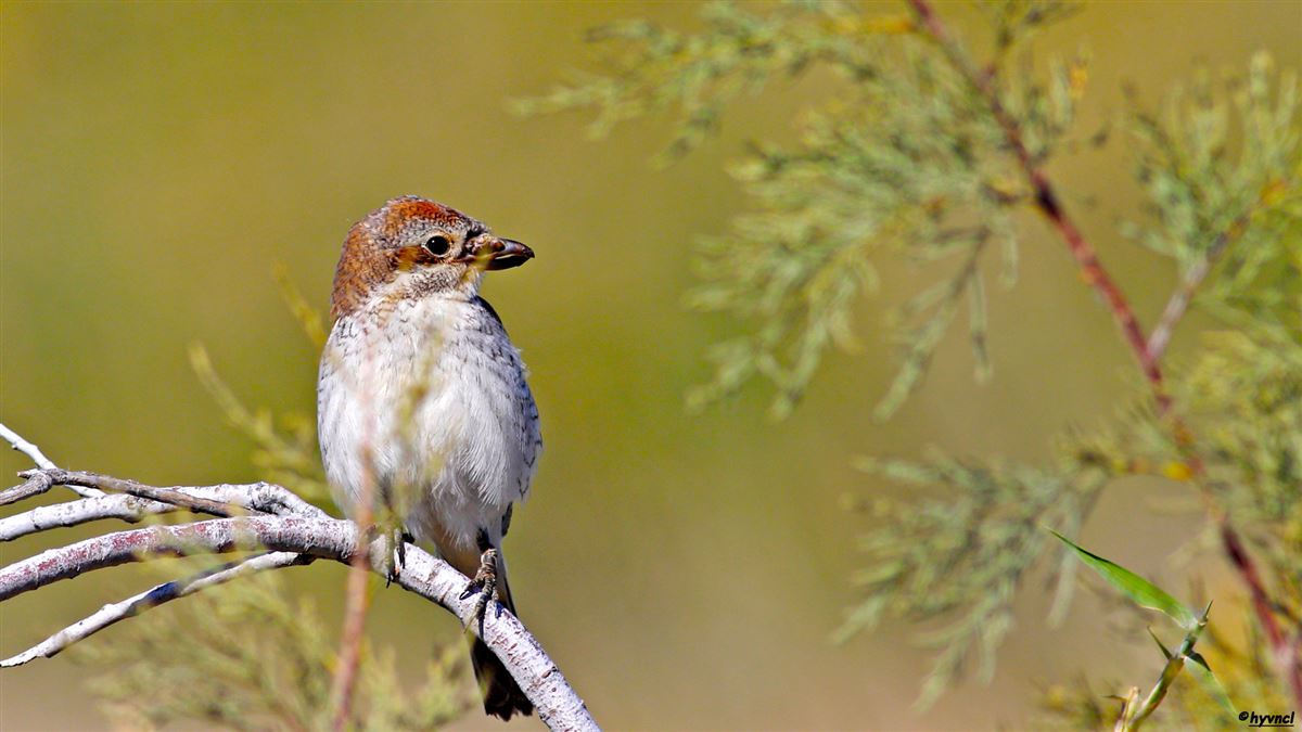 Red-backed Shrike