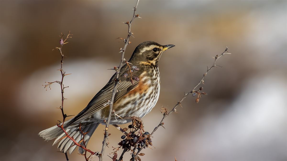 Redwing