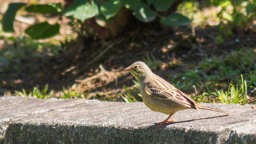 Ortolan Bunting