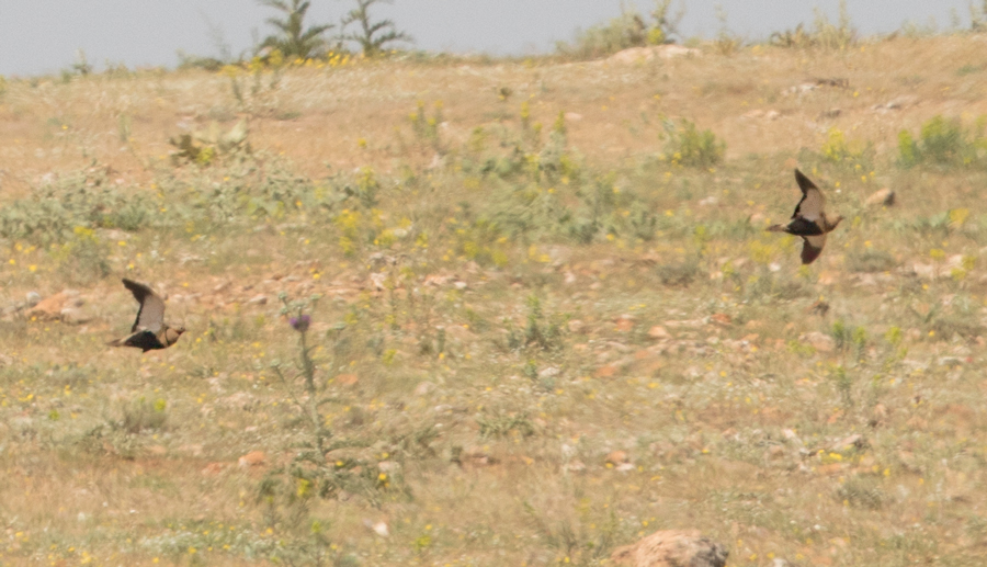 Black-bellied Sandgrouse