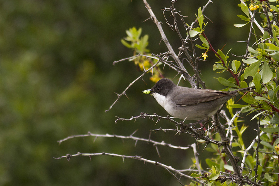 Eastern Orphean Warbler
