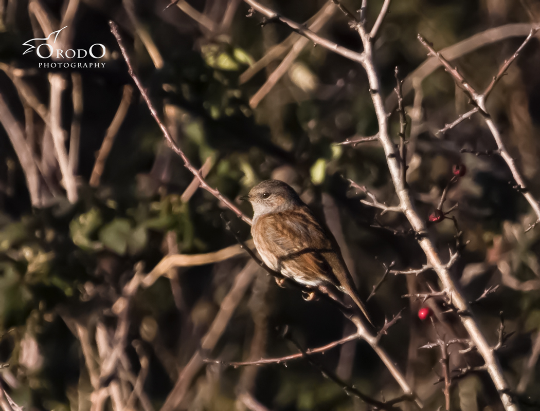 Dunnock