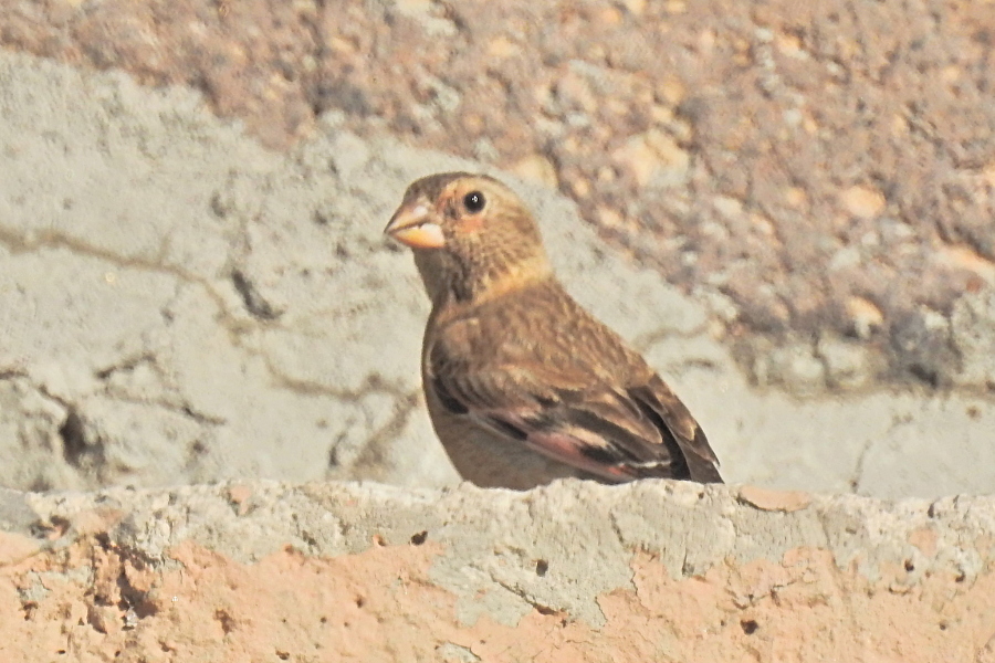 Crimson-winged Finch