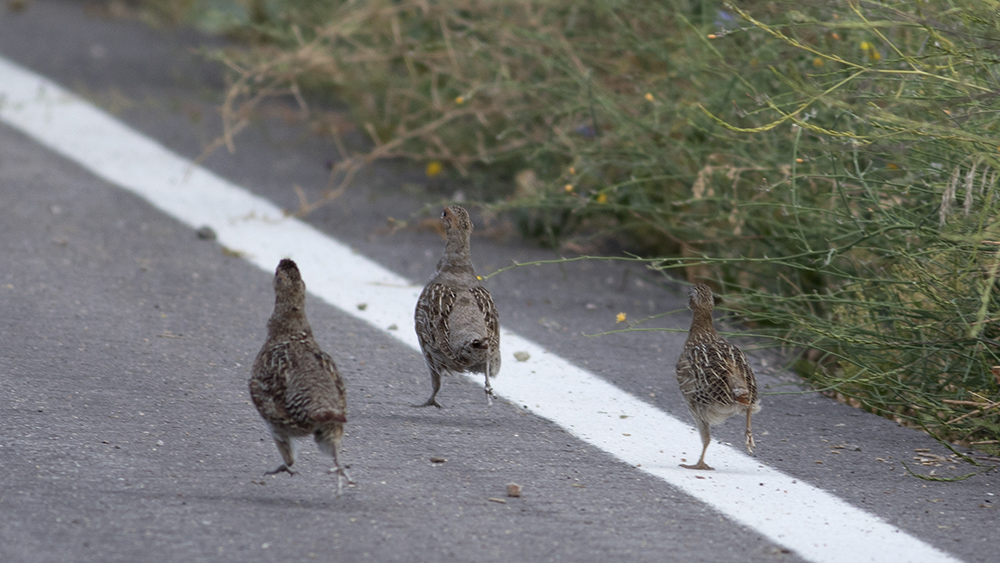 Grey Partridge