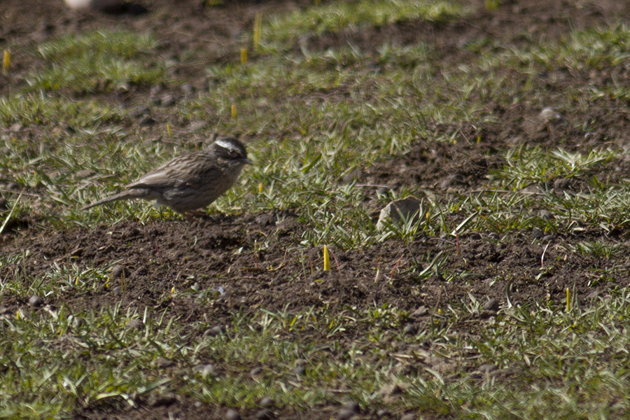 Radde`s Accentor