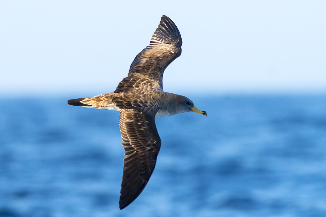 Scopoli`s Shearwater