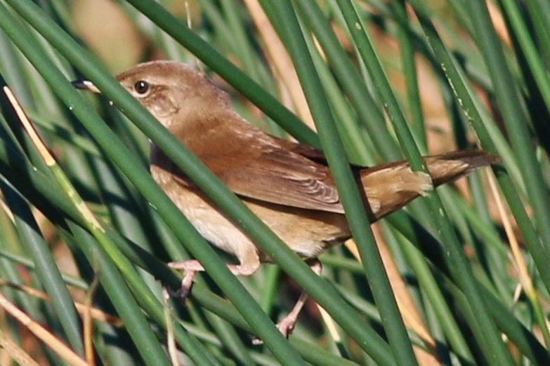 Savi`s Warbler