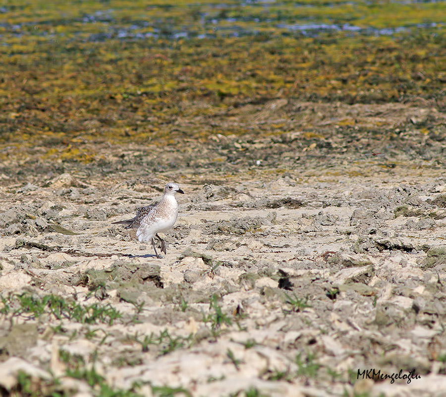 Mediterranean Gull