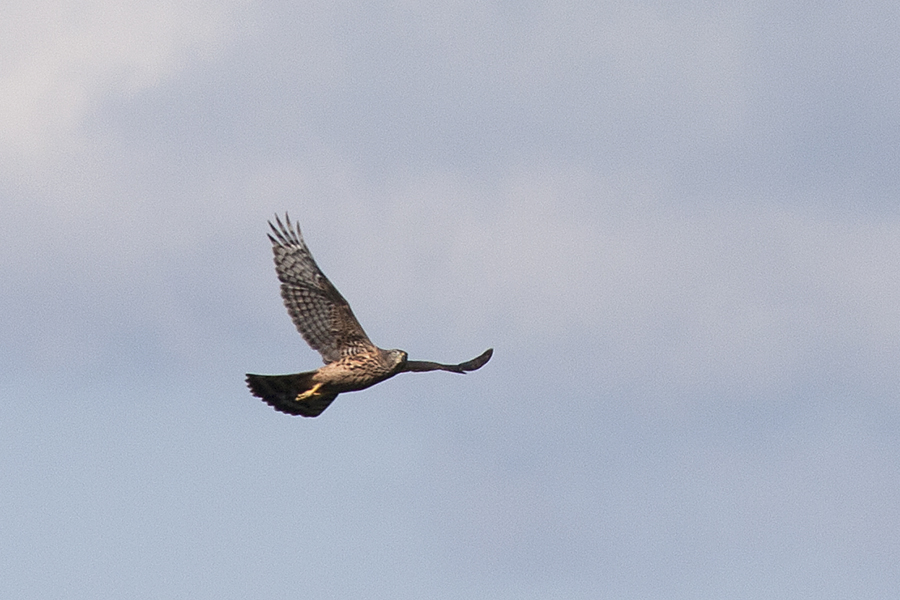 Northern Goshawk