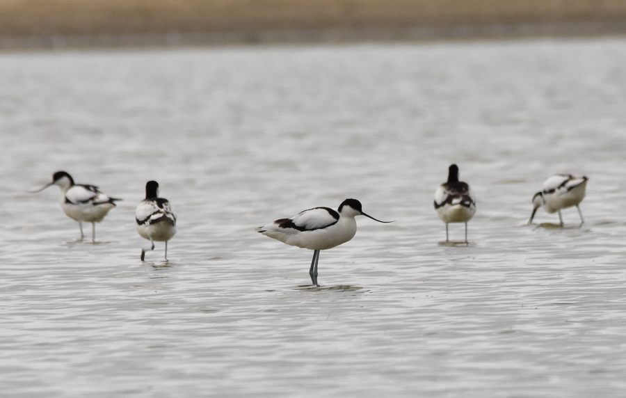 Pied Avocet