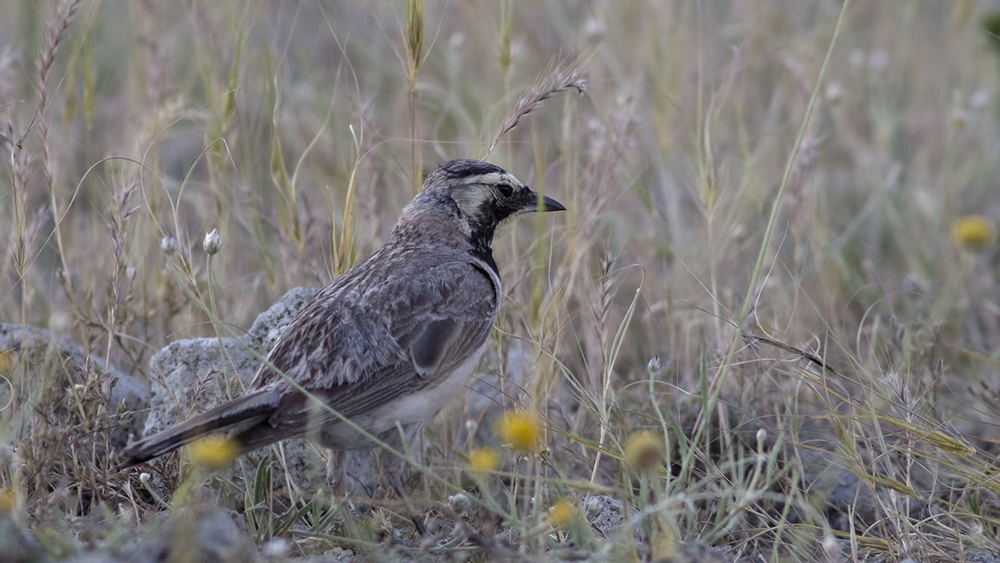 Horned Lark