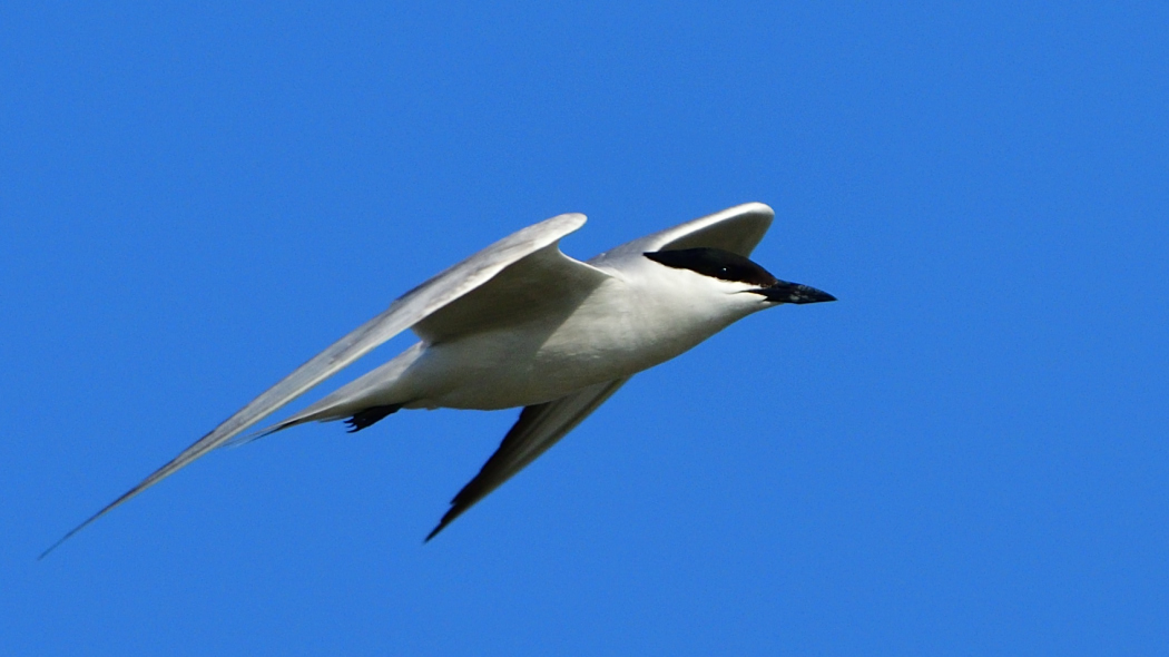 Gull-billed Tern