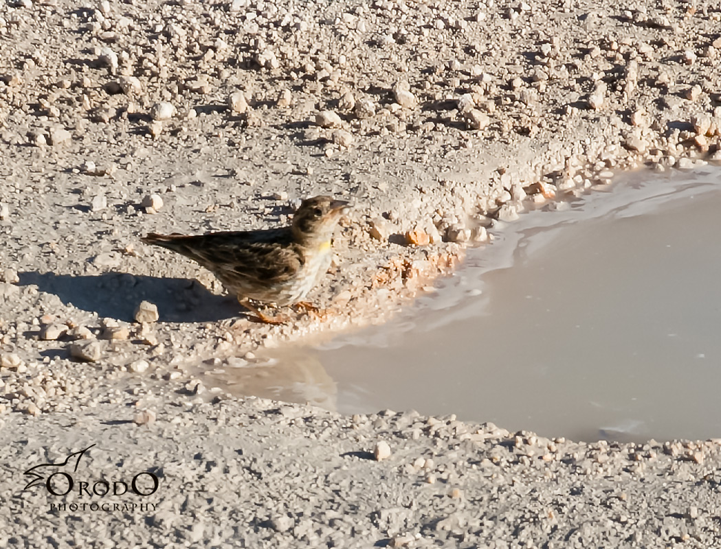 Rock Sparrow