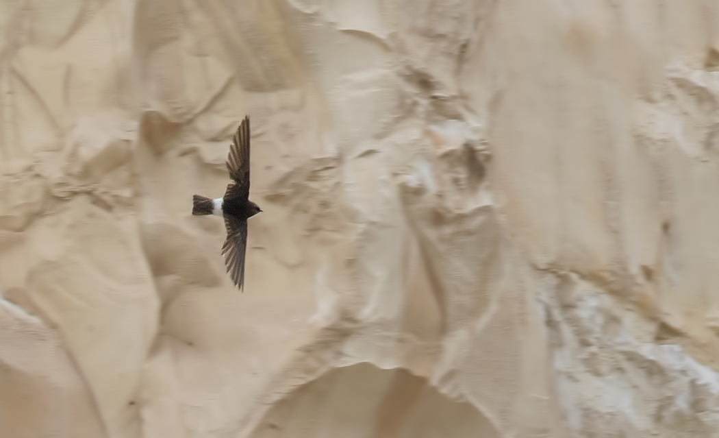 Little Swift