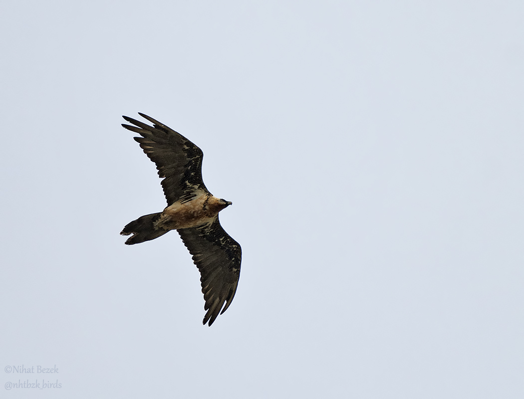 Bearded Vulture