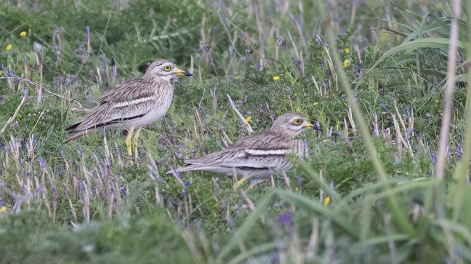 Eurasian Stone-curlew