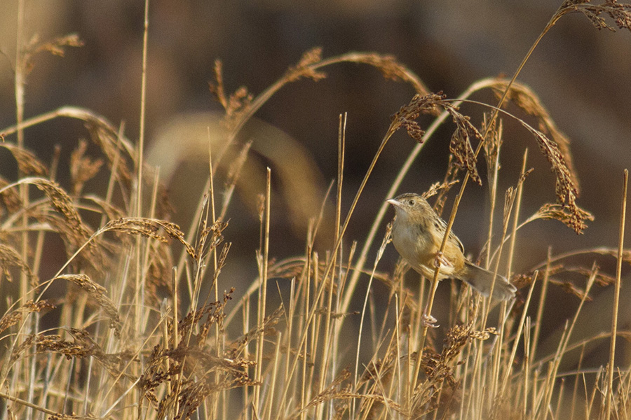 Zitting Cisticola