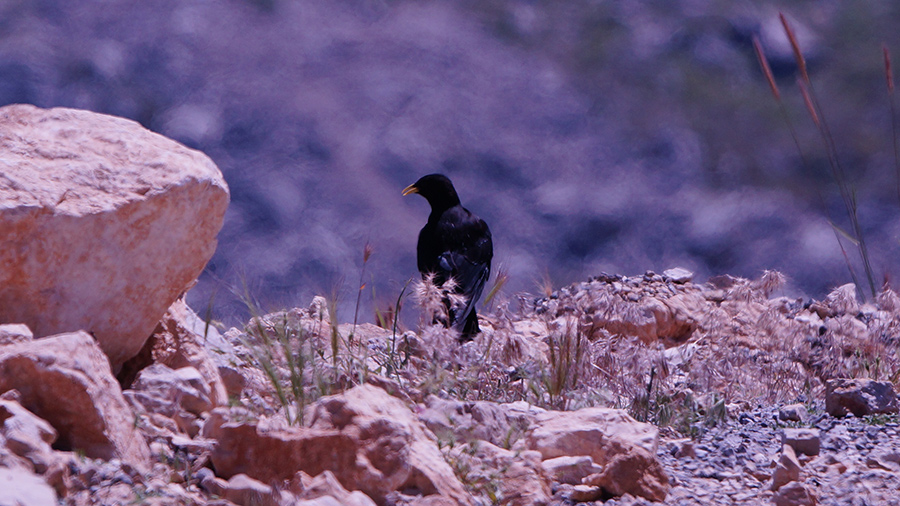 Alpine Chough