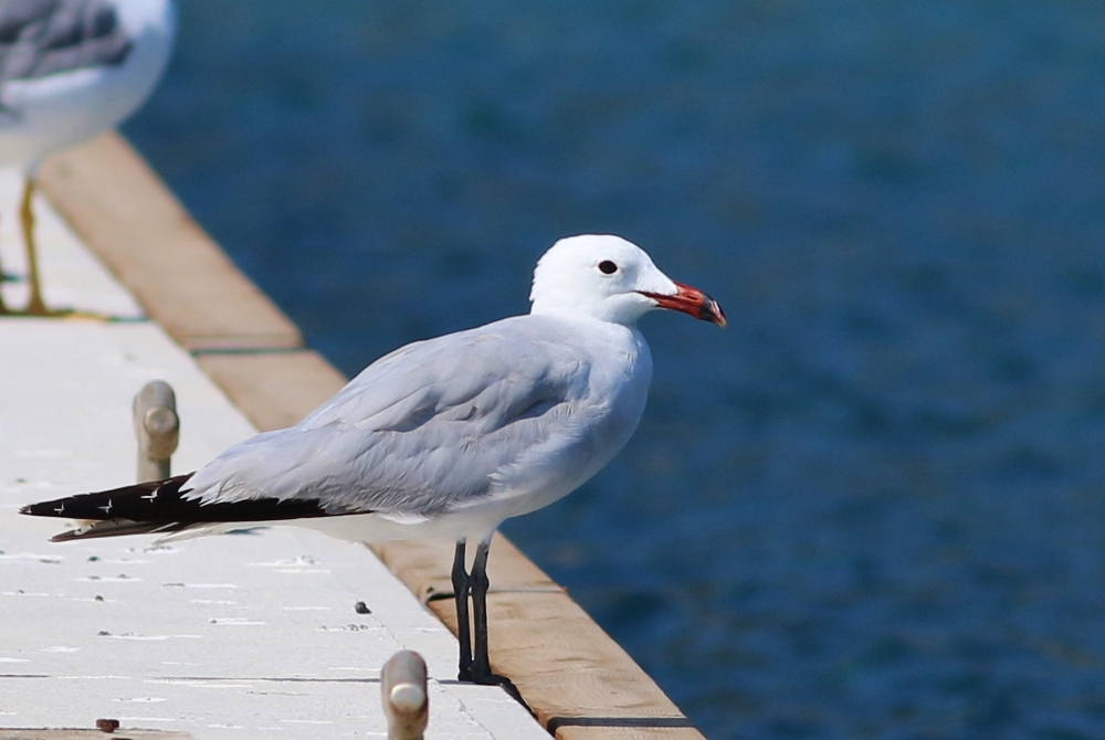 Audouin`s Gull