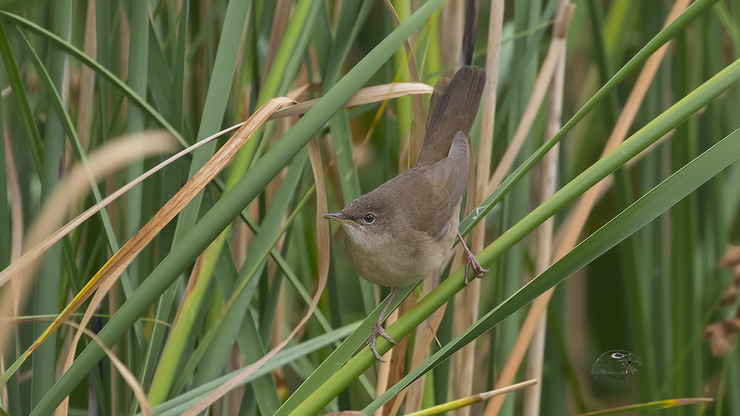 Savi`s Warbler