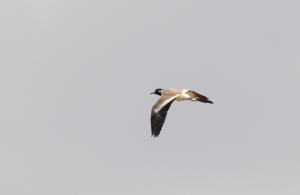 Red-wattled Lapwing