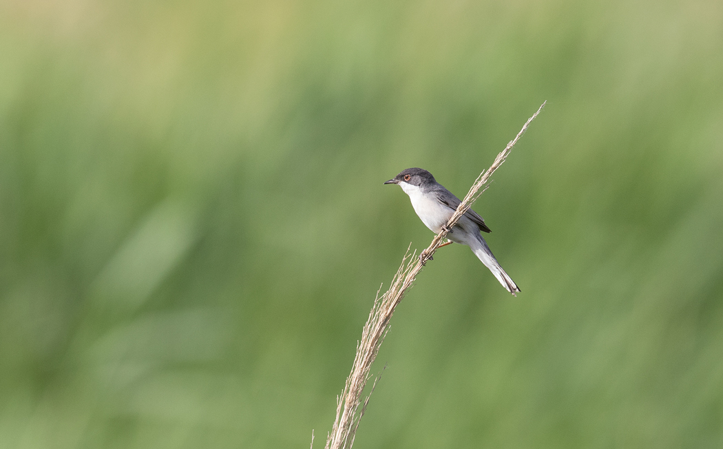 Menetries`s Warbler