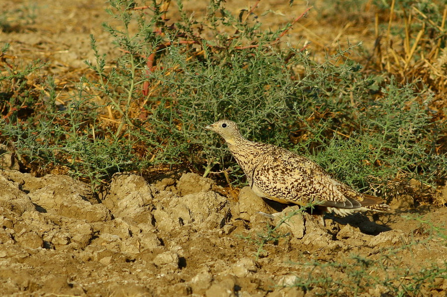 Black-bellied Sandgrouse