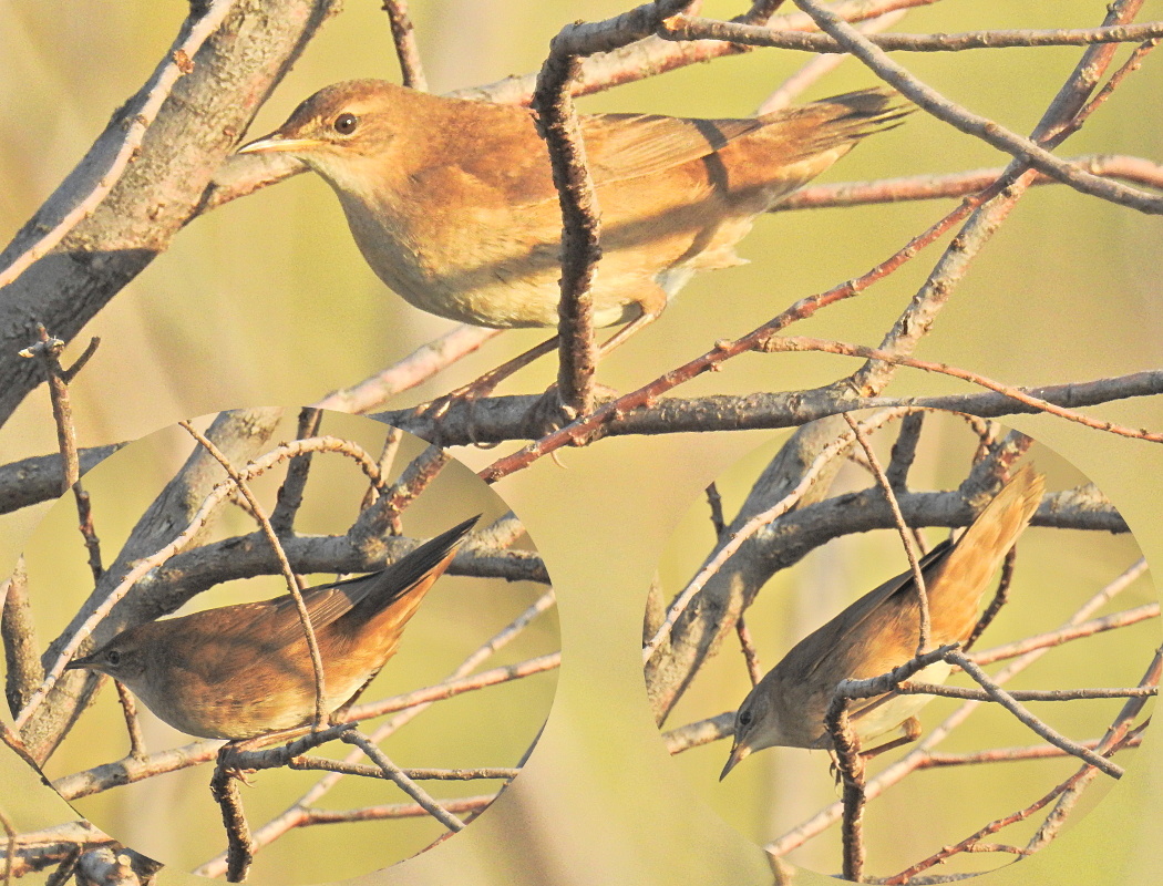 Savi`s Warbler