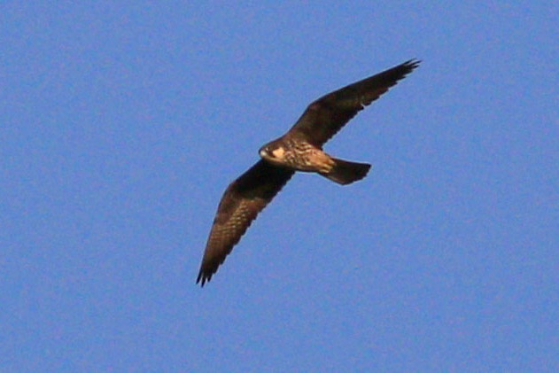 Eleonora`s Falcon