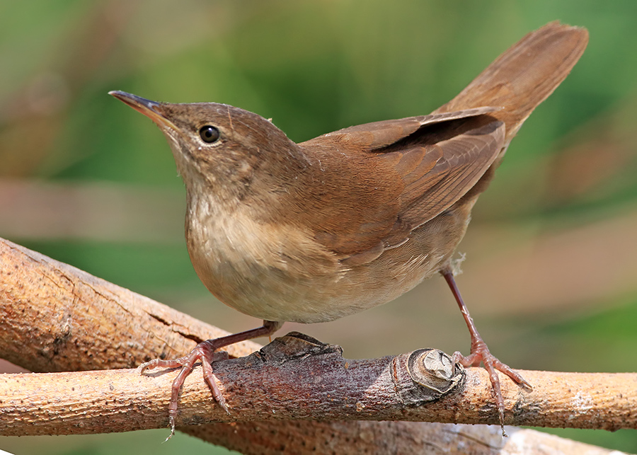 Savi`s Warbler