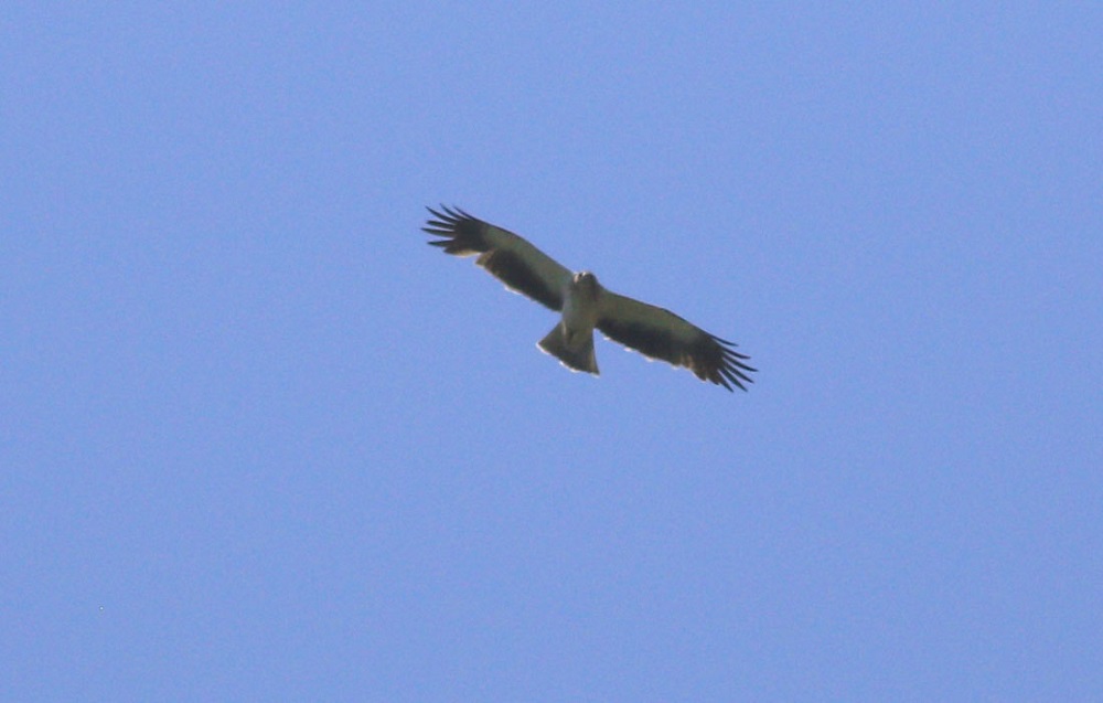 Küçük Kartal