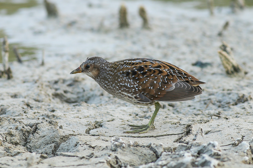 Spotted Crake