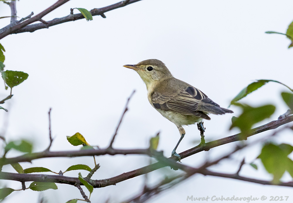 Icterine Warbler