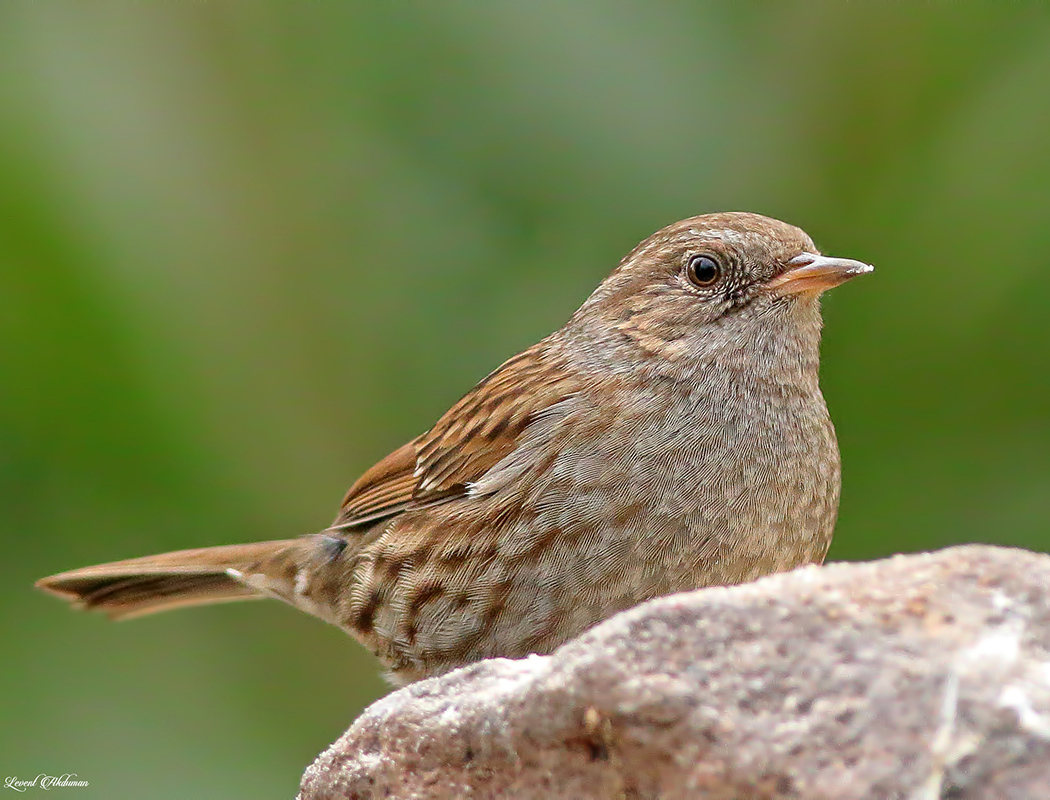 Dunnock