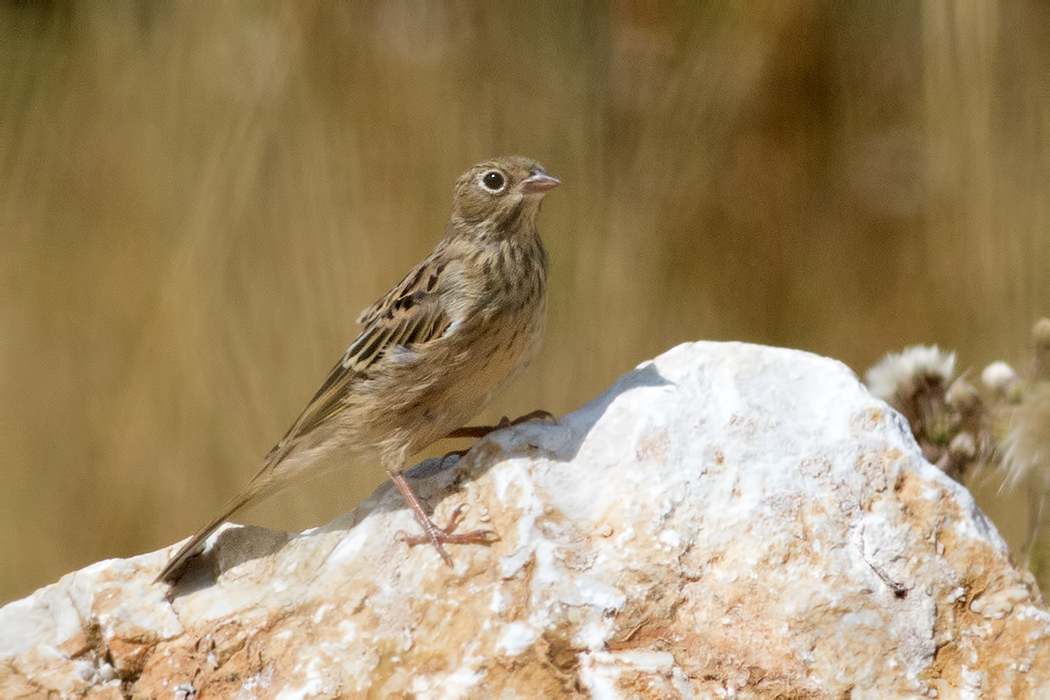 Ortolan Bunting