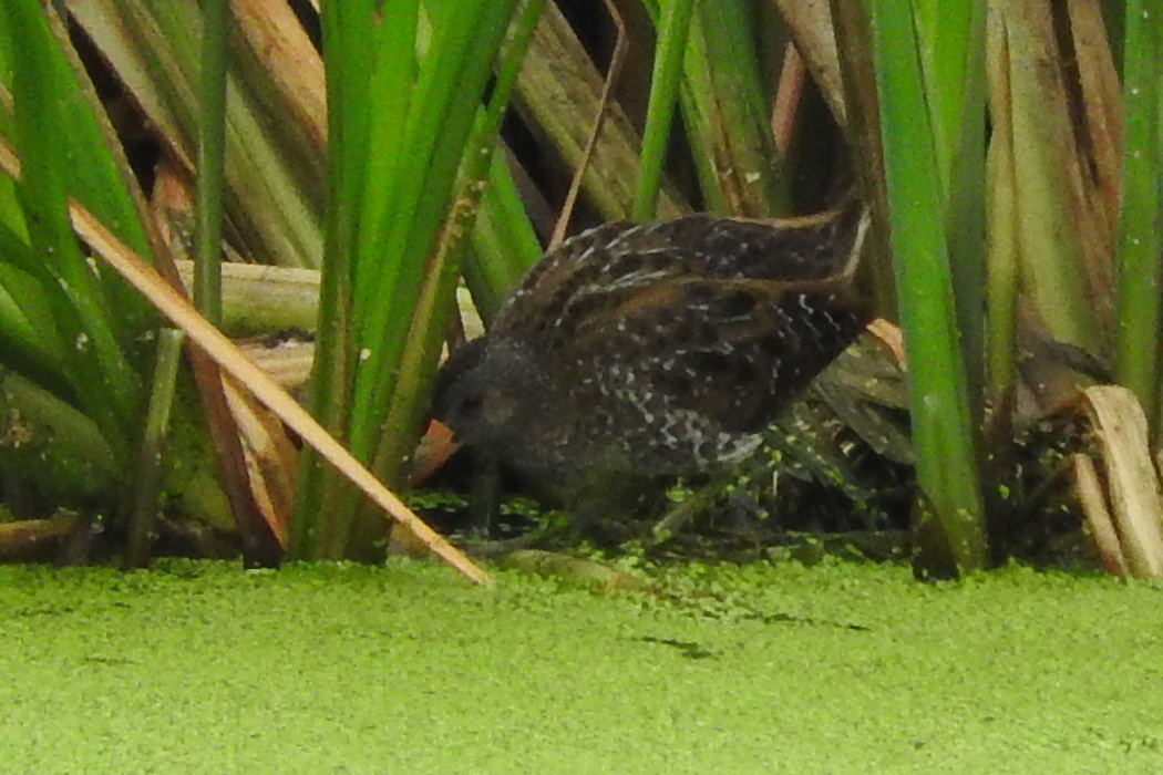 Spotted Crake