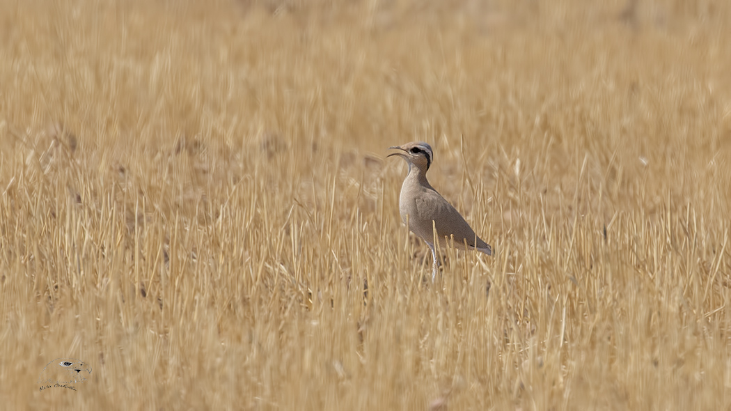 Cream-colored Courser