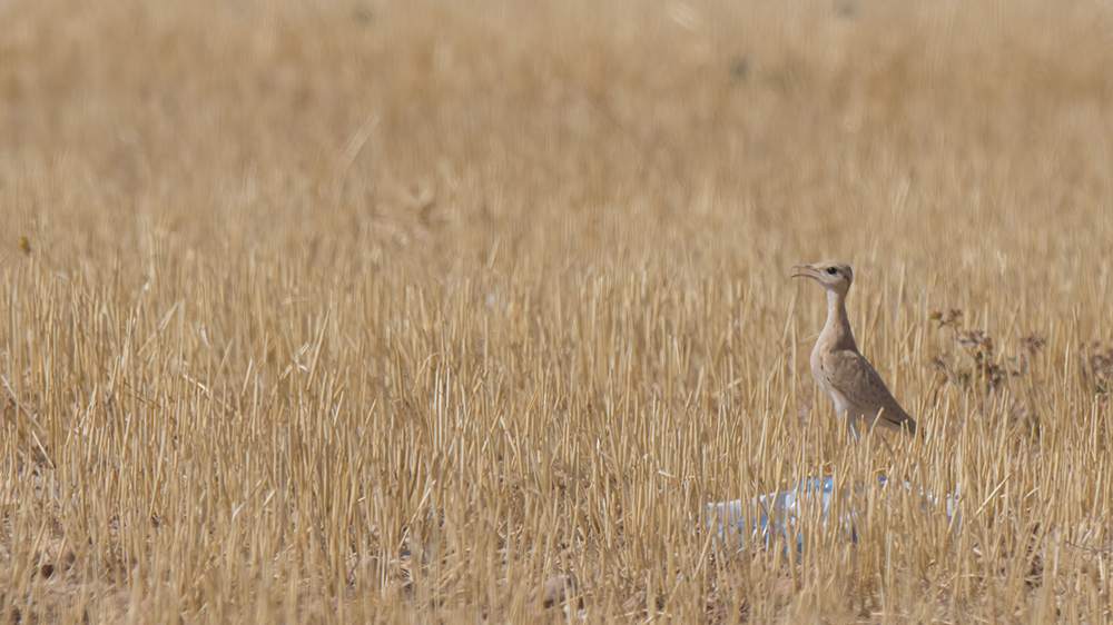 Cream-colored Courser