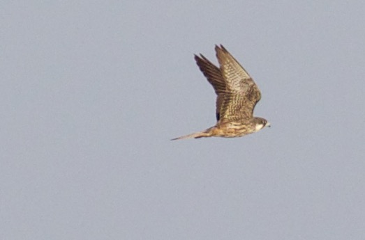 Eleonora`s Falcon