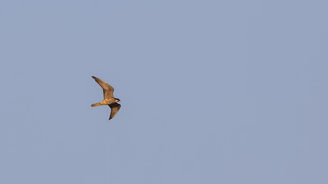 Eleonora`s Falcon