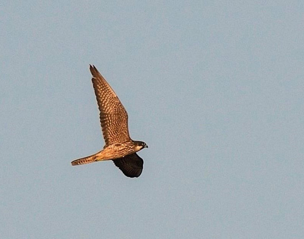 Eleonora`s Falcon
