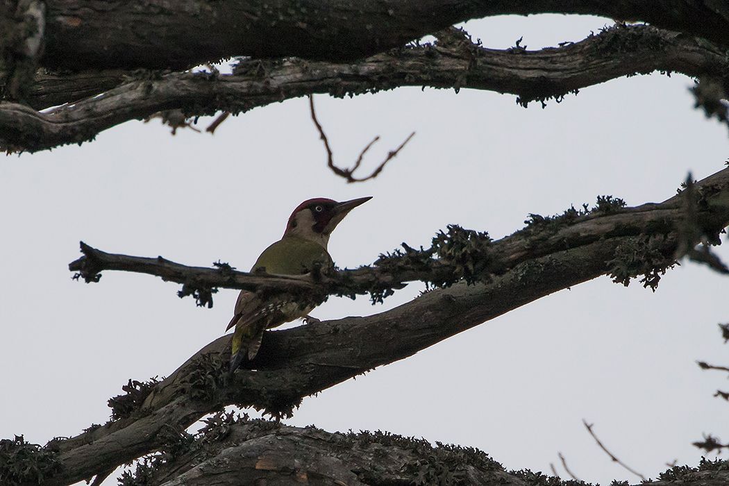 European Green Woodpecker