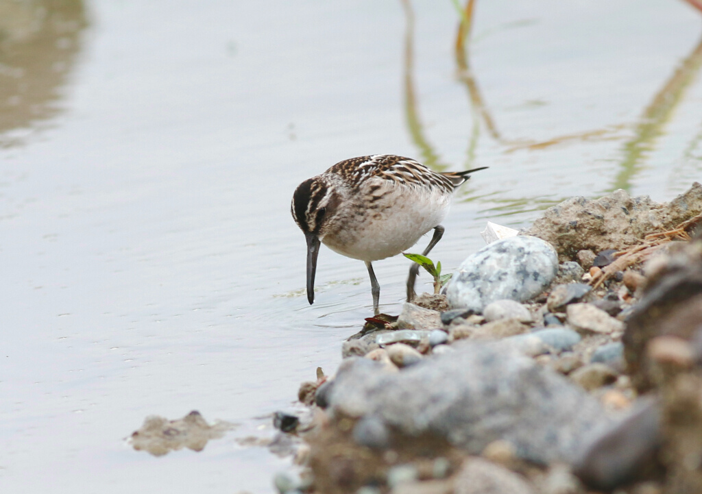 Broad-billed Sandpiper