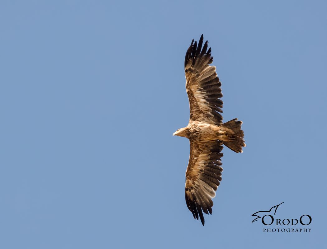 Eastern Imperial Eagle